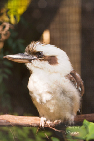 kookaburra