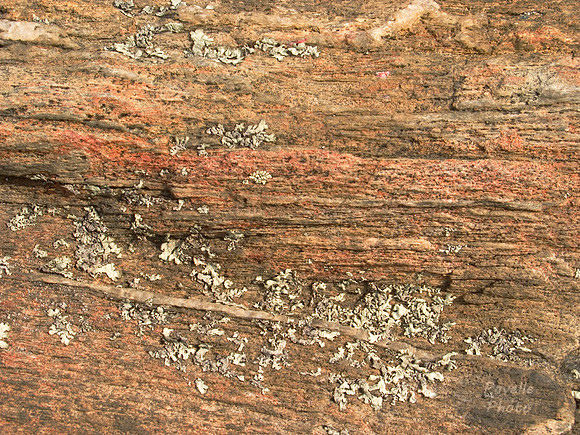 rock and lichen