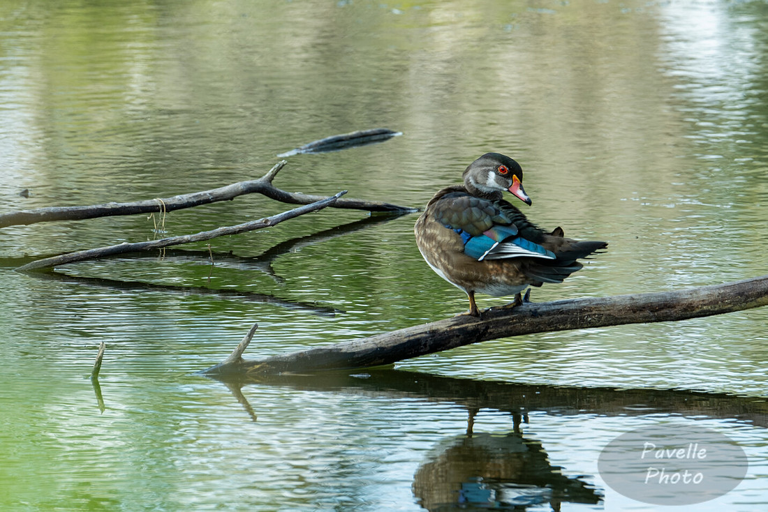 Faded Wood Duck