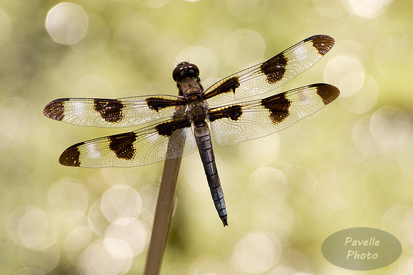 Twelve-Spotted Skimmer dragonfly