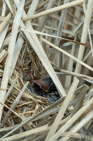 Baby red-winged blackbirds