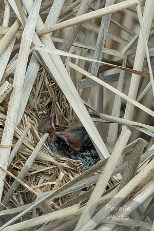 Baby red-winged blackbirds