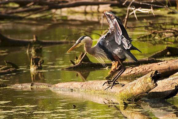 great blue heron