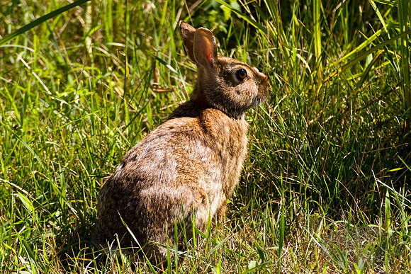 rabbit