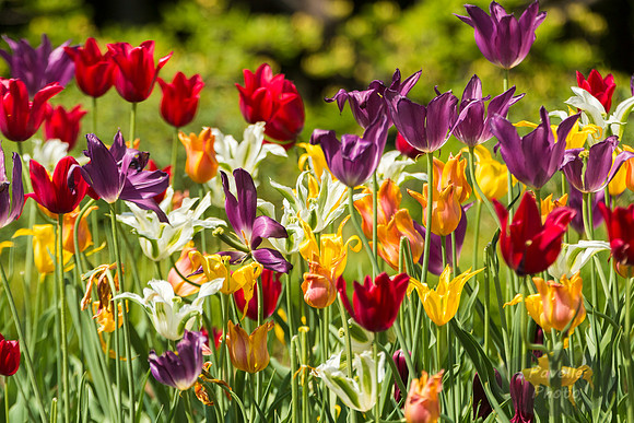 Tulips
