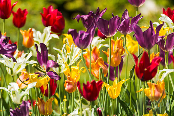 Tulips