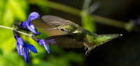 Ruby-Throated Hummingbird