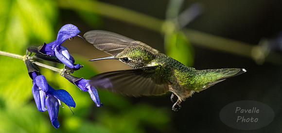 Ruby-Throated Hummingbird