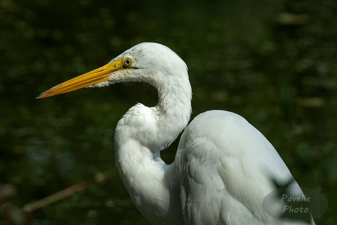 Egret