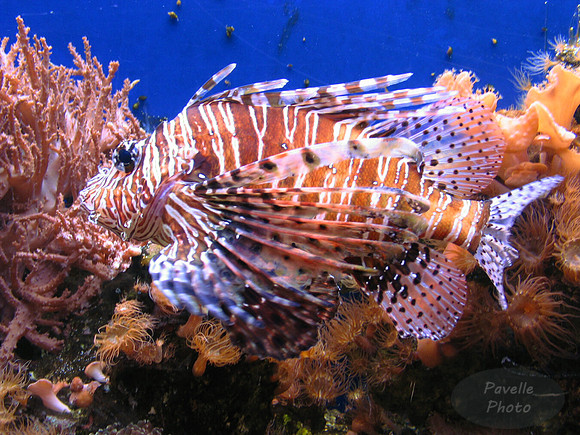 lionfish