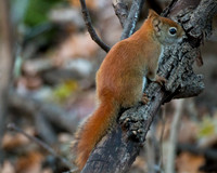 Red Gray Squirrel