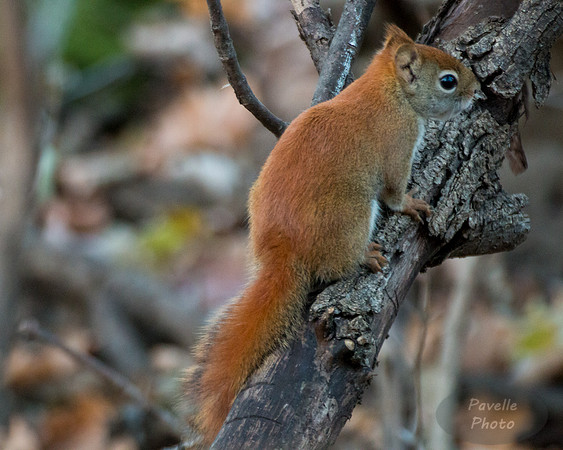 Red Gray Squirrel