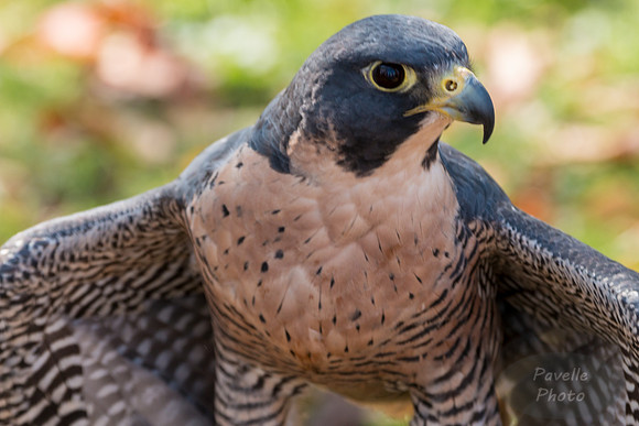 Peregrine Falcon