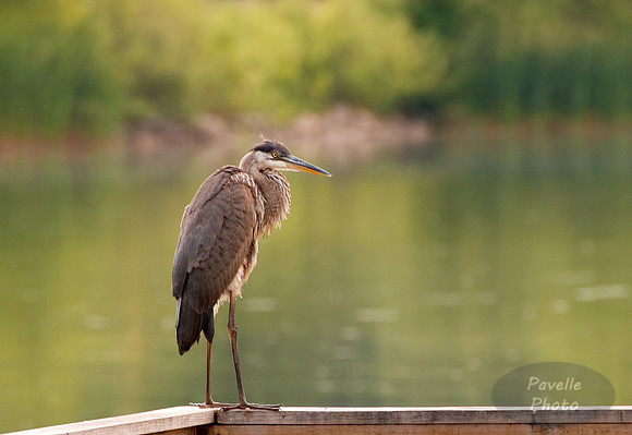 great blue heron