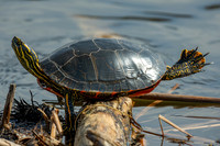 Body Surfing Painted Turtle