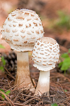 Mushrooms