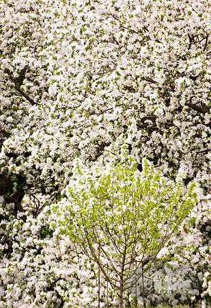 The Guardian