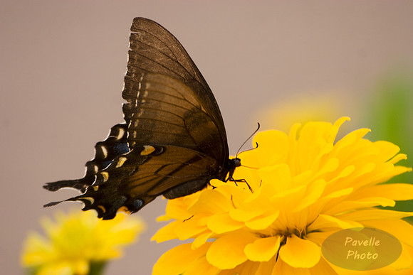 Dark Female Tiger Swallowtail