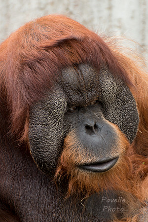 Orangutan