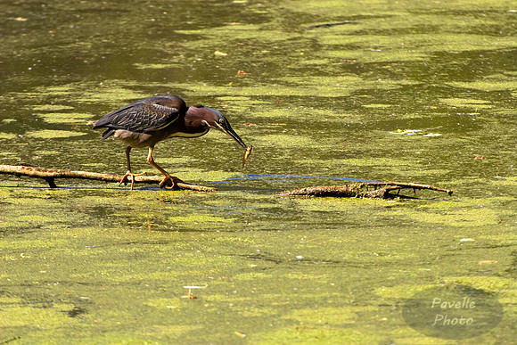 fishing green heron