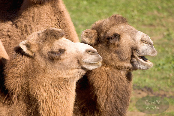 camels