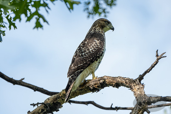 Red-Tailed Hawk