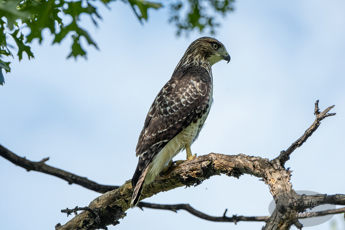 Red-Tailed Hawk