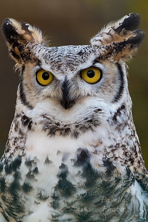 Great Horned Owl
