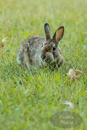 Eastern Cottontail Rabbit