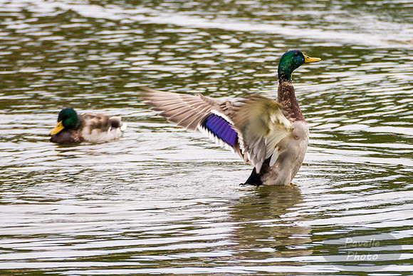 Mallard