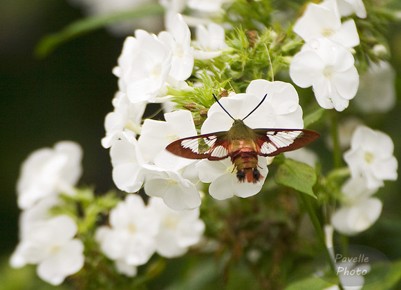 Hummingbird Moth