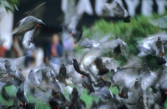 flock of pigeons