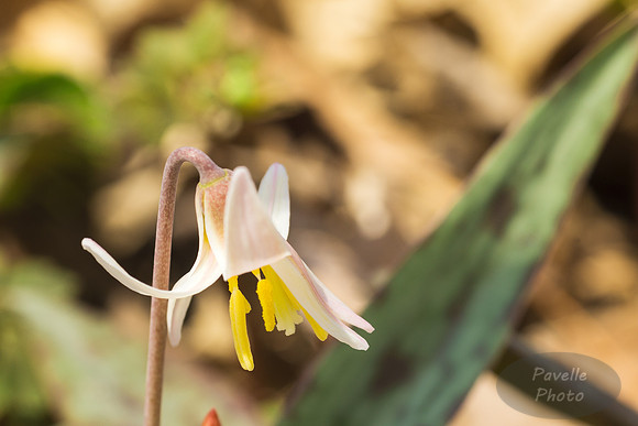 Minnesota Dwarf Trout Lily
