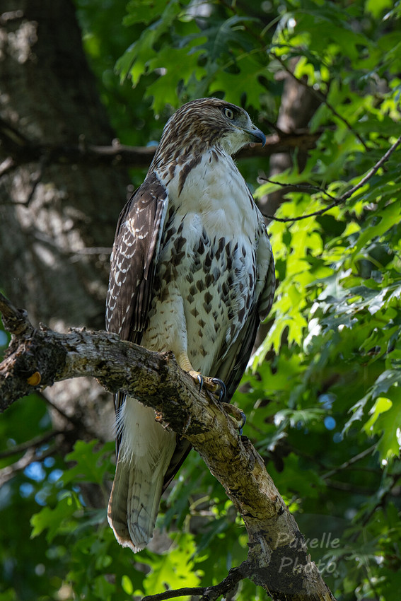 Red-Tailed Hawk