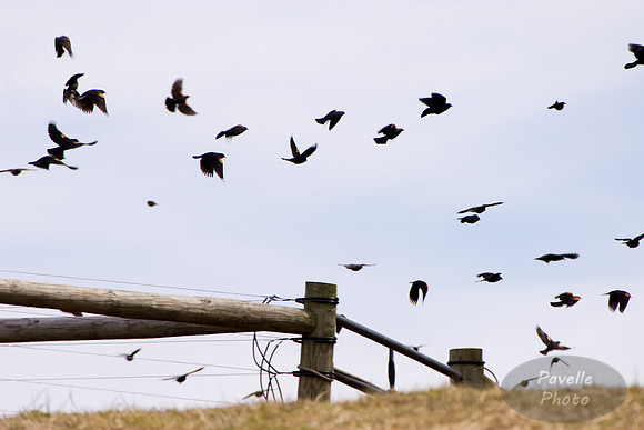 Four and Twenty (or more) Blackbirds