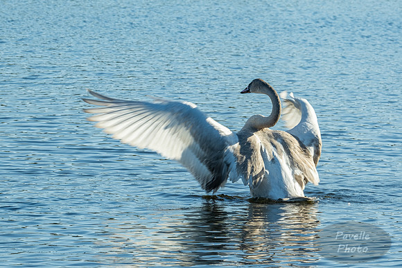 Trumpeter Swan