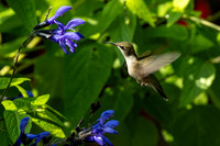 Ruby-Throated Hummingbird