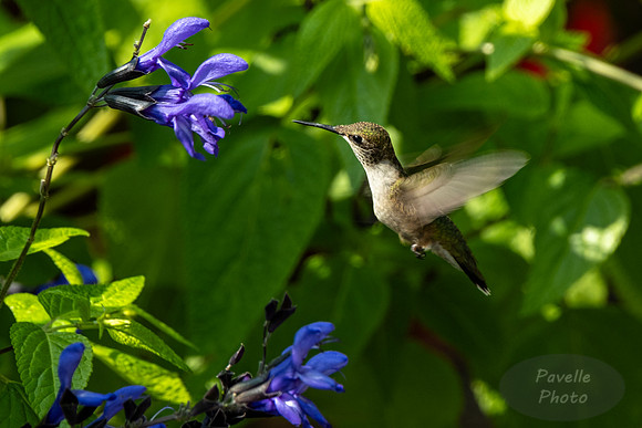 Ruby-Throated Hummingbird