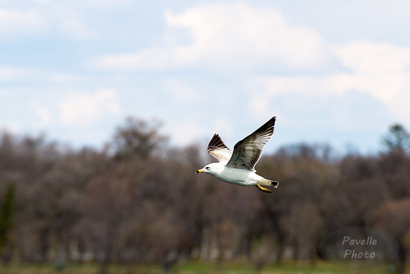Gull on the wing