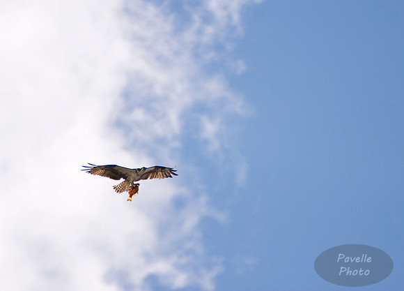Osprey with fish