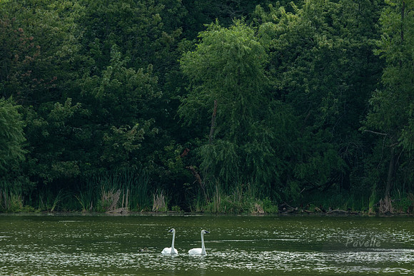 Trumpeter Swans