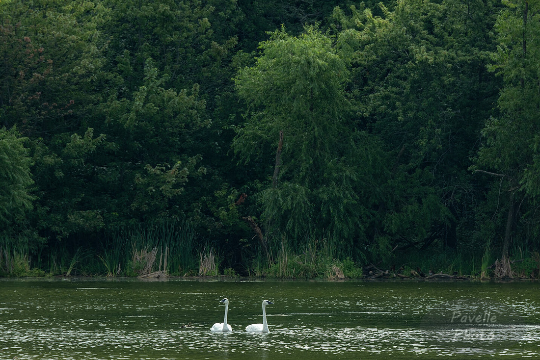 Trumpeter Swans