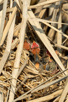 Baby red-winged blackbirds