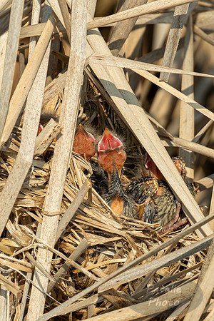 Baby red-winged blackbirds