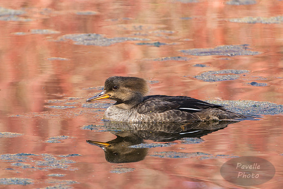 Female Hooded Merganser