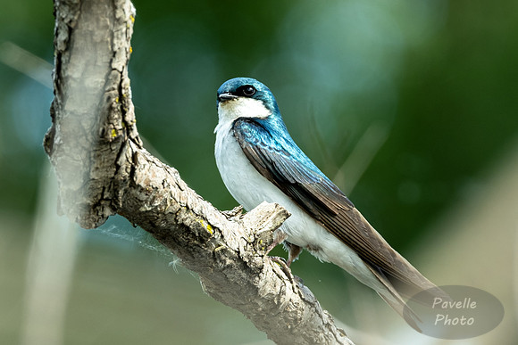Tree Swallow
