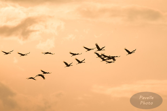 sandhill cranes