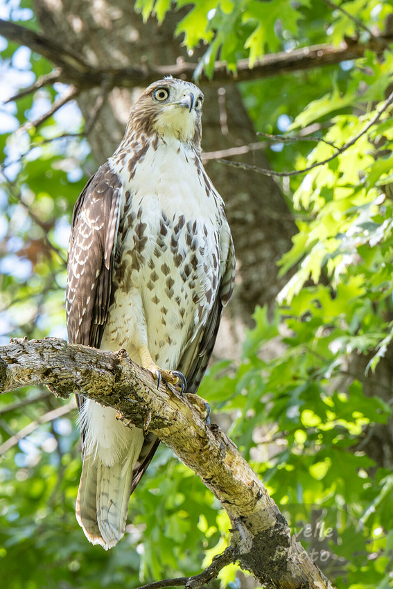 Red-Tailed Hawk