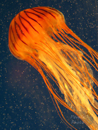 purple stripe jellyfish