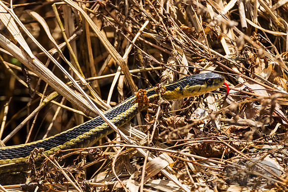 Snake in the Grass